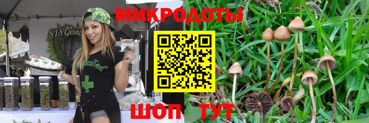 Гусев  Галлюциногенные грибы Psilocybine cubensis  Вход с VPN 